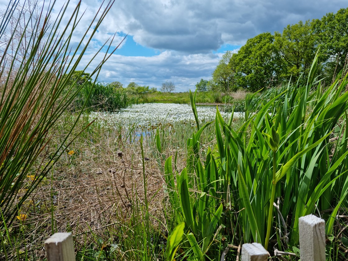 Established pond habitat in Cubbington Woods: Credit: HS2 Ltd