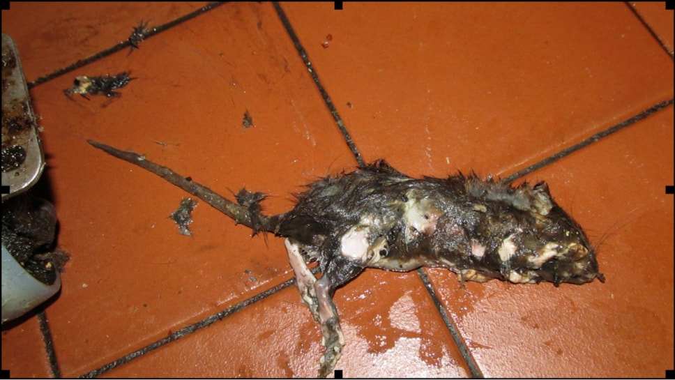 rat.a.jpg