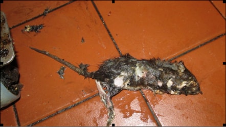 rat.a.jpg