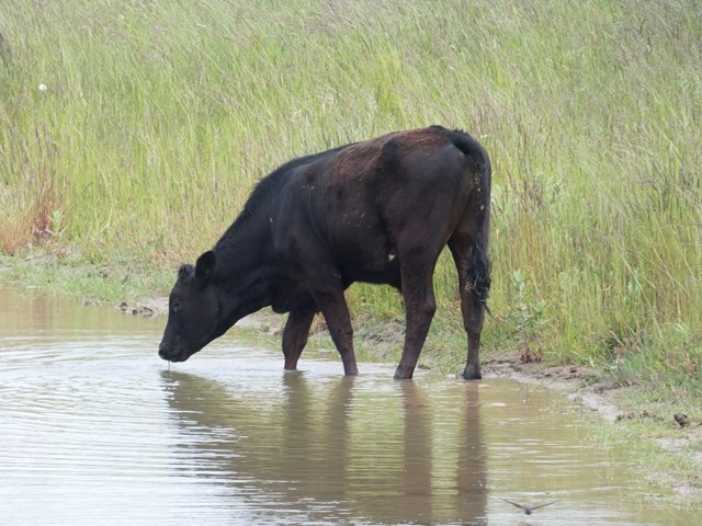 mitigation cows