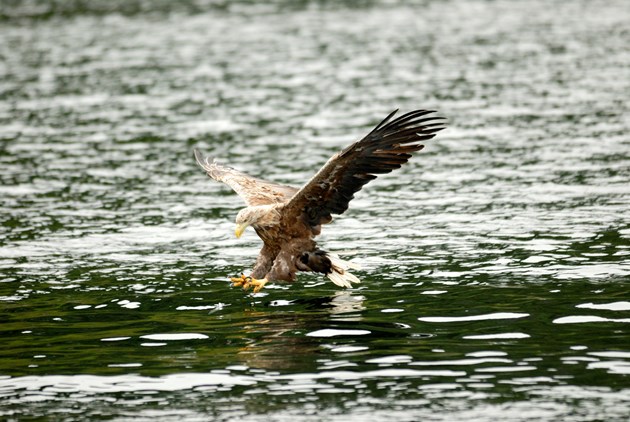 ‘First time in over a century’ sea eagles return to Loch Lomond: Adult White-tailed eagle in flight. ©Lorne Gill/NatureScot