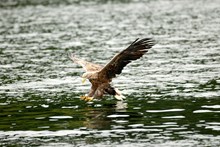Adult White-tailed eagle in flight. ©Lorne Gill/NatureScot: Adult White-tailed eagle in flight. ©Lorne Gill/NatureScot