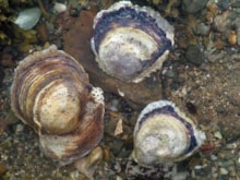 Native oysters 2 - free use, credit NatureScot-2: Native oysters 2 - free use, credit NatureScot-2