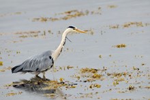 Grey Heron (Ardea cinerea) fishing at low tide. ©Lorne Gill