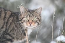 Wildcat in the Saving Wildcats Conservation Breeding for Release Centre. © Saving Wildcats