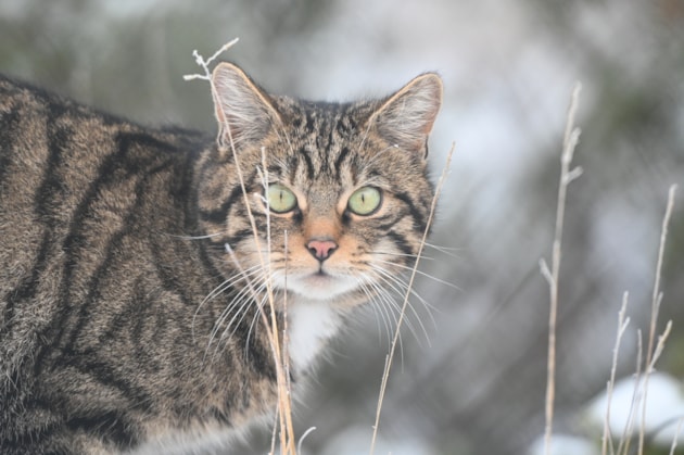 Wildcat in the Saving Wildcats Conservation Breeding for Release Centre. © Saving Wildcats