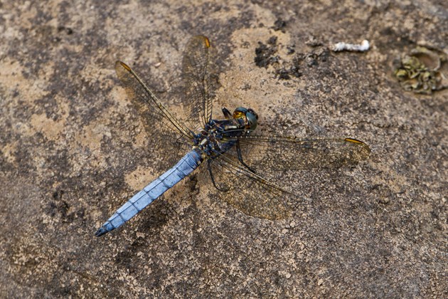 Celebrating success at South Scotland National Nature Reserves: Keeled Skimmer Dragonfly ©David Whitaker (one time use only in conjunction with this news release)