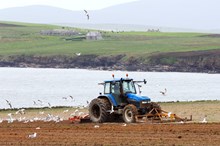 Gulls following tractor on Orkney - copyright Lorne Gill-SNH