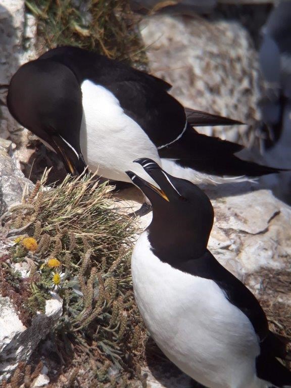 Flamborough pic - Razorbills