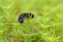 Fox moth larvae at Blawhorn Moss NNR ©Lorne Gill/NatureScot