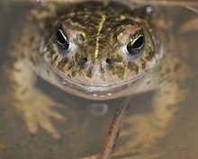 Species on the Edge - Natterjack toad - credit Chris Dresh