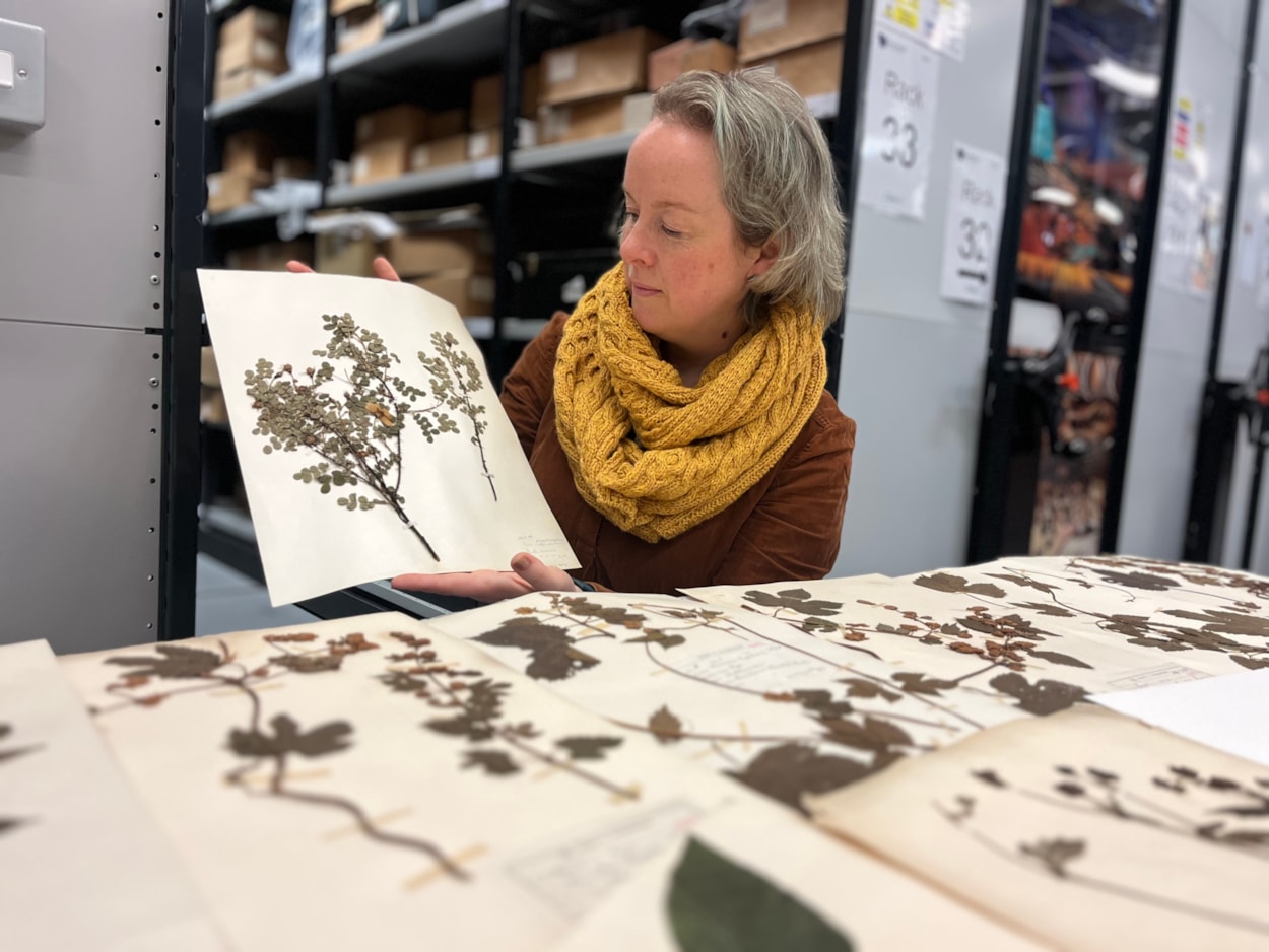 Dead Plant Society: Curator Clare Brown with just a few of the city’s vast collection of precious herbarium sheets was collected by botanists and horticulturalists over the past 200 years, with many of the fragile plants gathered in parks and grassland in east Leeds.
Stored at the Leeds Discovery Centre, the plants are now set to be studied by people living and working in the same area where they once grew, connecting their communities and ecosystems through time.