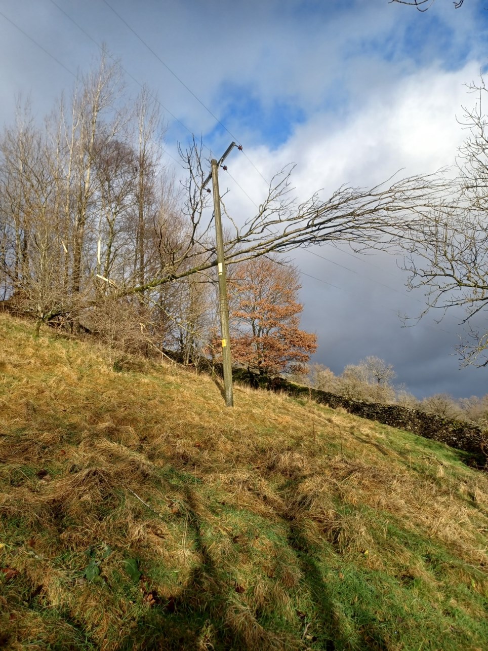 A tree on the line in Troutbeck