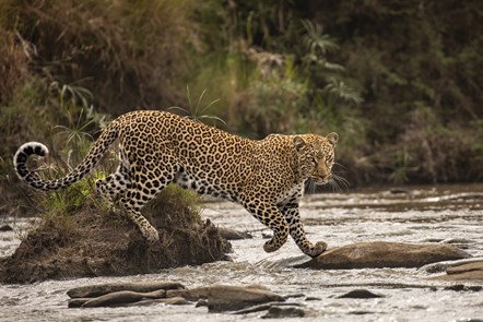The Catwalk by Shashwat Harish, Kenya, Wildlife Photographer of the Year