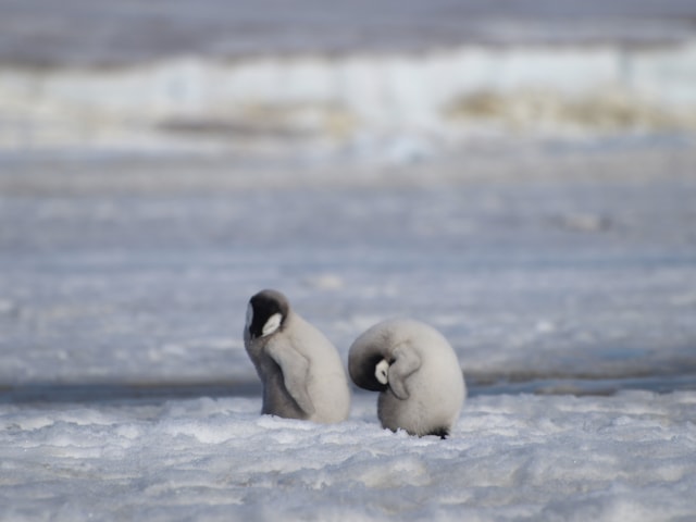 Emperor penguin chick3. Credit Peter Fretwell@BAS