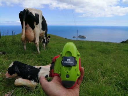 The Moocall wearable health sensor. Image © Moocall (5)