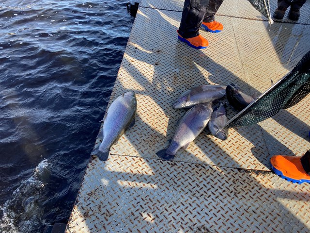 Llyn Brenig Fish Farmer Jack Finney stocking lake March 2022 3