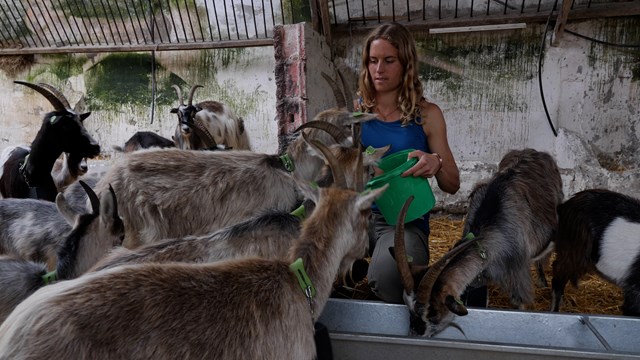 Melissa Jeuken Goat herder for the Old Irish Goat Society feeding the Goats