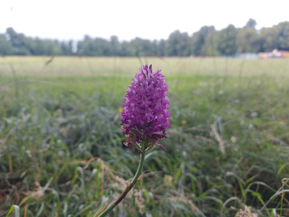 A pyramidal orchid growing in Palmer Park