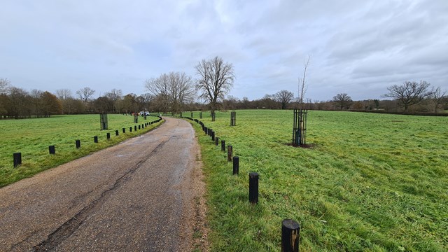 avenue-at-aldenham-country-park