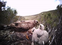 One-year old female hen harrier with young  - credit Brian Etheridge