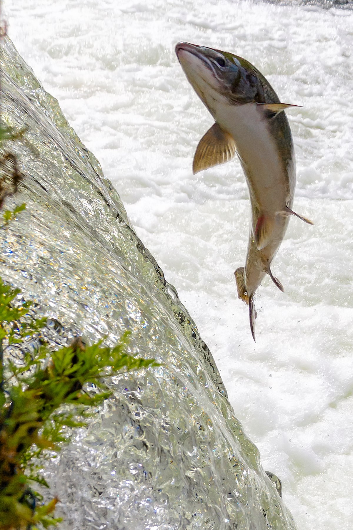 Male Atlantic salmon trying to overcome a disused weir during its upstream migration. 
Photo Credit: Manuel Mendez Blanco