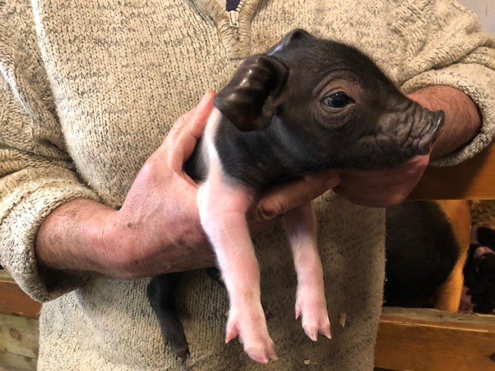 Home Farm's new arrivals: Home Farm at Temple Newsam has welcomed some new arrivals while the site is closed to the public.