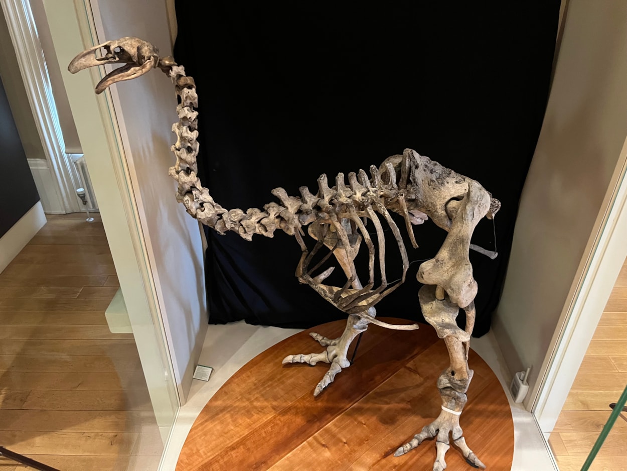 Moa cleaning: The skeletal remains a giant bird which last walked the earth more than 500 years ago have been given a clean bill of health by museum curators in Leeds.
The incredibly rare and complete bones of the heavy-footed moa, a huge flightless bird which once roamed parts of New Zealand, were carefully cleaned by experts at Leeds City Museum this week.