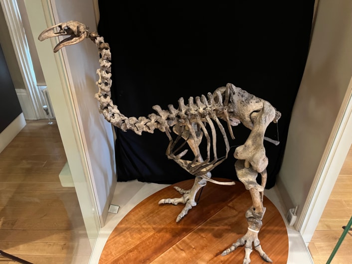 Moa cleaning: The skeletal remains a giant bird which last walked the earth more than 500 years ago have been given a clean bill of health by museum curators in Leeds.
The incredibly rare and complete bones of the heavy-footed moa, a huge flightless bird which once roamed parts of New Zealand, were carefully cleaned by experts at Leeds City Museum this week.