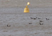 Brent geese and Wildlfie Refuge Buoy: Brent geese and Wildlfie Refuge Buoy