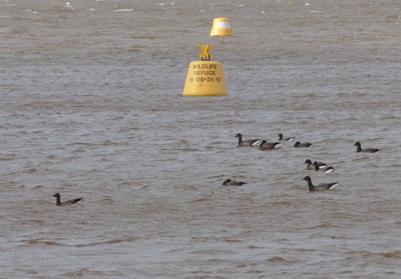 Wildlife continues to thrive after five years of protection on the Exe Estuary: Brent geese and Wildlfie Refuge Buoy