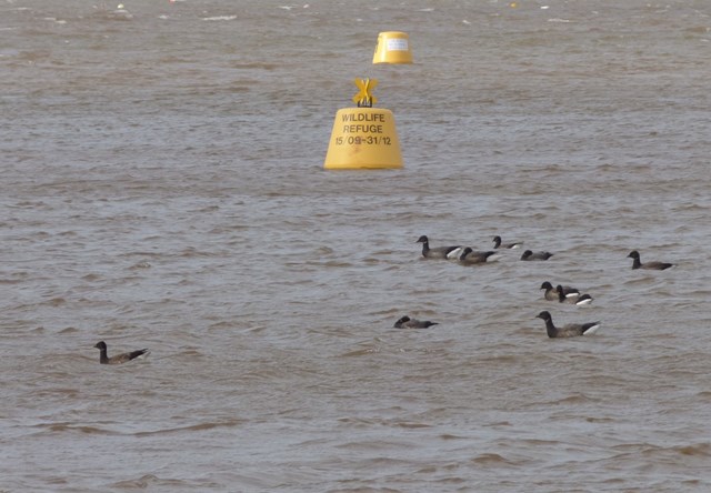 Brent geese and Wildlfie Refuge Buoy