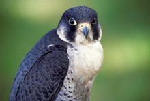 Craigellachie NNR - Peregrine Falcon: Craigellachie NNR - Peregrine Falcon (C) SNH - one-off use