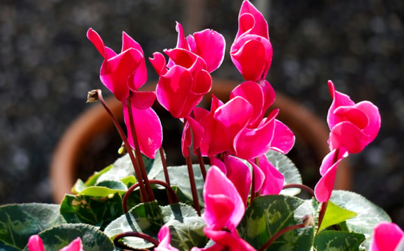 BGC cyclamen - Pixabay