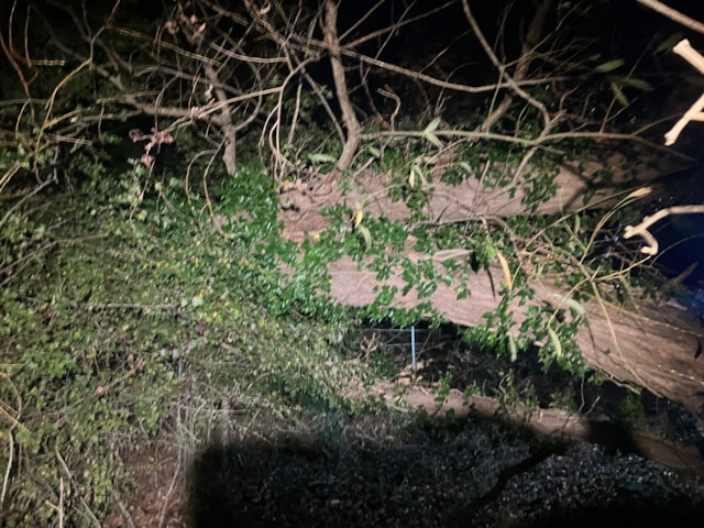 Damaged tree on the railway line - Whatcroft (25 Oct): Damaged tree on the railway line - Whatcroft (25 Oct)
