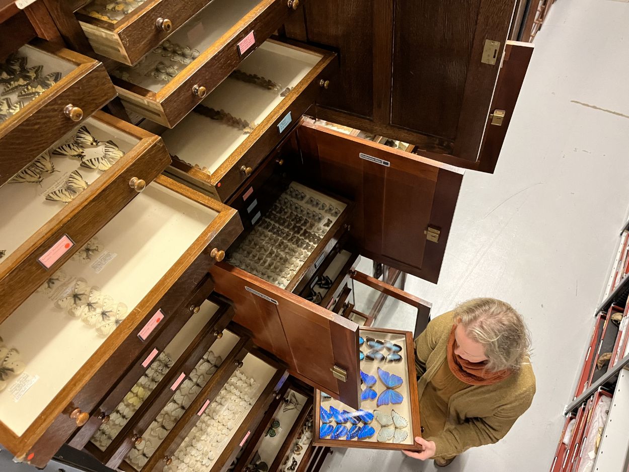 Butterflies at Leeds Discovery Centre: Curator of natural sciences Clare Brown with examples of the vast collection of butterflies housed at Leeds Discovery Centre