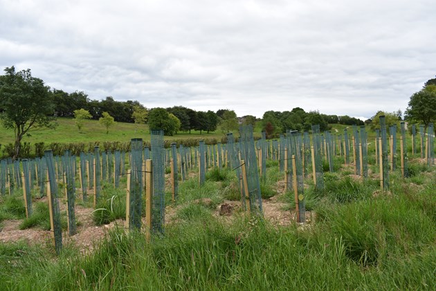 Fernbrae Meadows  June 2019 m186320