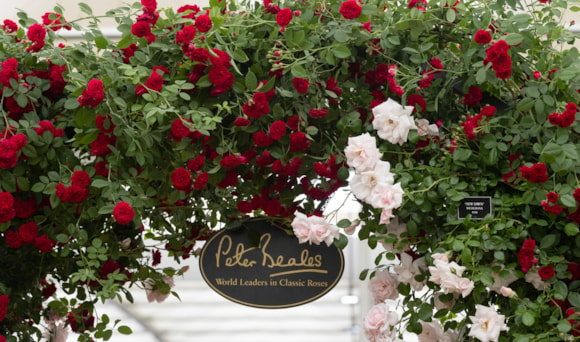 Peter Beales' perfect picks: Roses for a vibrant summer garden: Chelsea 2023 PBR entrance-2