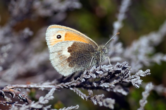 Small heath butterfly © Lorne Gill/NatureScot