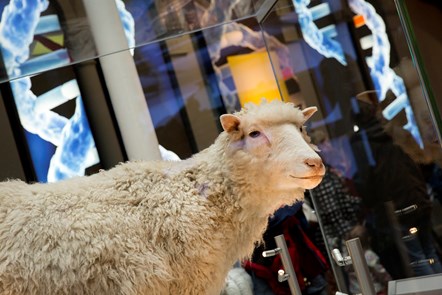 Dolly the Sheep, National Museum of Scotland © Ruth Armstrong Photography