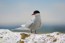 Species on the Edge project - Arctic Tern - credit Paul Turner