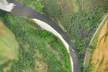 Aerial photograph of woodland below Fochabers. Giant hogweed can be seen as areas of white dots, and Japanese knotweed showing as bright lime green colouring between the trees. (c)Matthew Harmsworth@ROAVR: Aerial photograph of woodland below Fochabers. Giant hogweed can be seen as areas of white dots, and Japanese knotweed showing as bright lime green colouring between the trees. (c)Matthew Harmsworth@ROAVR