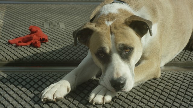 Still from Take the Lead - dog walkers level crossing safety film (2)