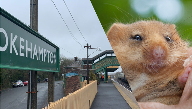 Endangered dormice given new homes as partnership between Network Rail and Okehampton United Charities creates seven acres of new habitats: Endangered dormice to get new homes under Network Rail agreement