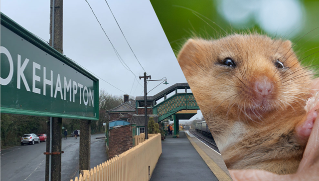 Endangered dormice to get new homes under Network Rail agreement: Endangered dormice to get new homes under Network Rail agreement