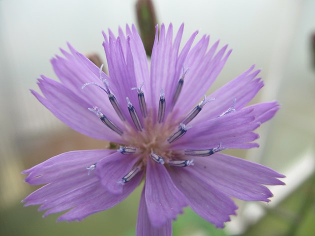 Fresh hope for rare and endangered plant: Alpine blue-sowthistle © RBGE