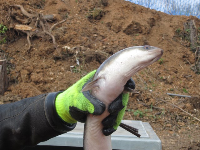 Eel: This rescued European eel could be 50 years old