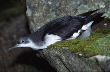Manx shearwater on Rum National Nature Reserve ©Laurie Campbell/NatureScot.