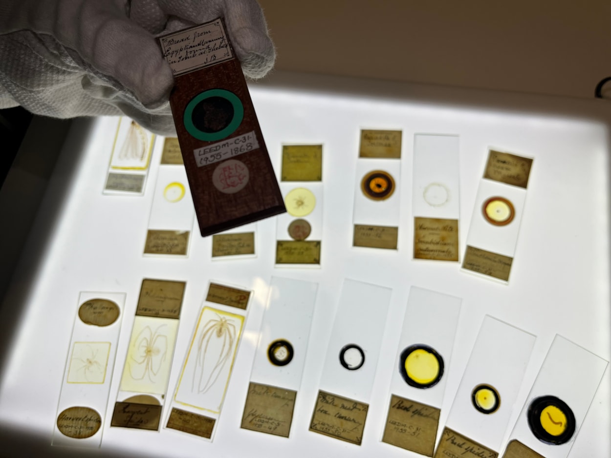 Microscope slides: The morsel of ancient Egyptian bread alongside slides containing spiders and insects from around the world, carefully preserved more than a century ago.