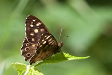 Speckled Wood - Peter Eeles - www.ukbutterflies.co.uk - imago - Thatcham - 15-Jul-09 (1)